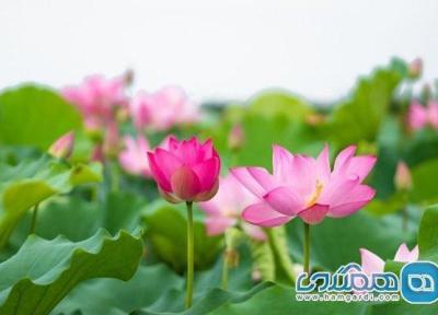 آشنایی با مشهورترین گل هایی که نماد کشورها هستند آشنایی با مشهورترین گل هایی که نماد کشورها هستند